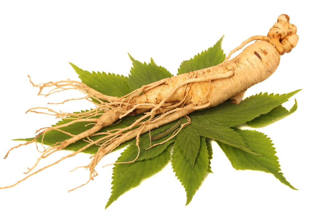 Ginseng in Big Size