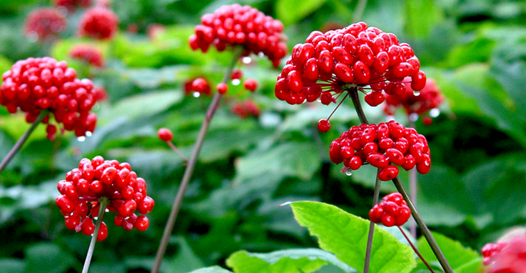 Ginseng zur Penisvergrößerung