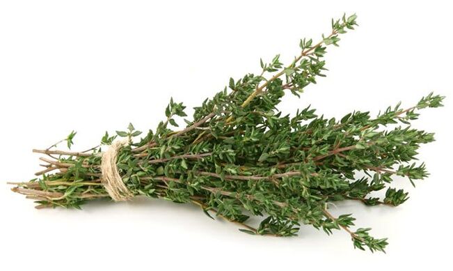 Thymian zur Penisvergrößerung